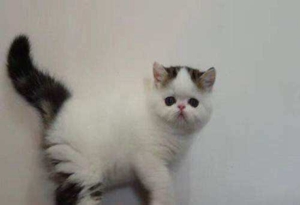 加菲貓怎么訓(xùn)練 加菲貓訓(xùn)練訣竅