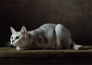 貓咪犯錯(cuò)后怎么調(diào)教 貓咪犯錯(cuò)調(diào)教方法