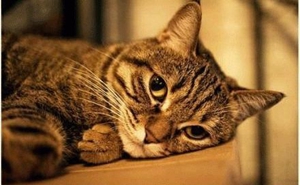 貓咪愛玩電線怎么制止 貓咪訓(xùn)練之玩電線