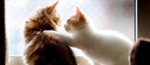 怎么訓(xùn)練貓上馬桶 貓咪馬桶訓(xùn)練