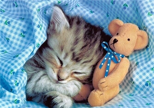 怎么訓練貓咪不上床 訓練貓咪不上床方法