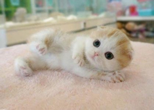 怎么訓(xùn)練貓臥倒 訓(xùn)練貓咪躺下方法