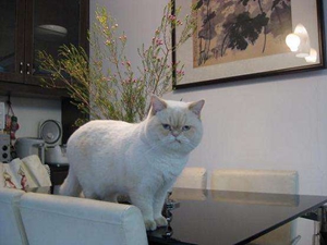 如何訓(xùn)練貓不上桌子 貓咪訓(xùn)練之不上桌子