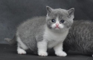 為什么貓咪難訓練 貓咪訓練難度大原因分析