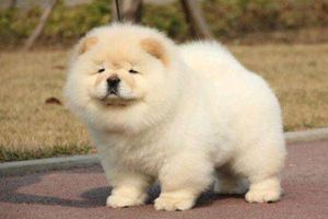 松獅體味大怎么辦