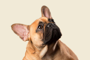 法斗喂什么毛色亮