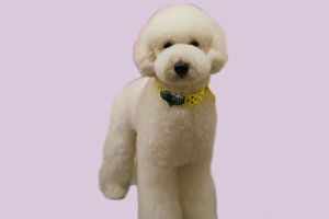 貴賓犬的飼養(yǎng)方法是什么