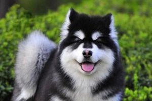 阿拉斯加狗什么時候斷奶