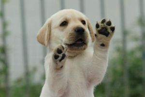 怎么讓拉布拉多安靜