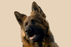 德牧怎么養(yǎng)肥