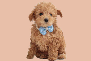 貴賓犬缺鈣有什么癥狀