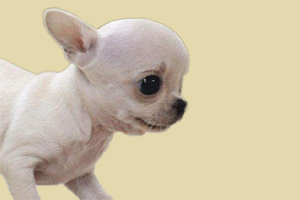 吉娃娃缺鈣什么癥狀