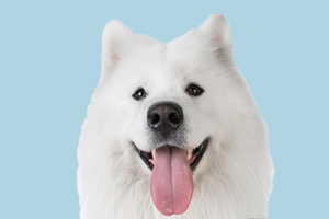 薩摩什么時(shí)候毛長(zhǎng)全