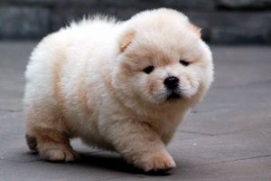 松獅耳朵發(fā)臭怎么辦