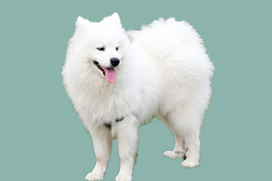 薩摩耶犬什么時(shí)候換毛