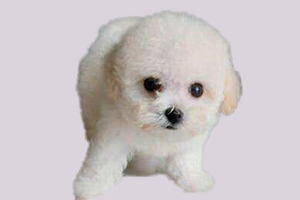 比熊狗怎么理發(fā)