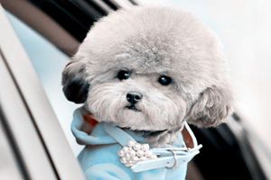 貴賓什么時候換毛