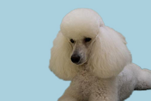 貴賓犬體臭怎么辦