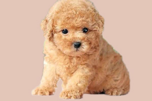 泰迪吃什么好有營養(yǎng)