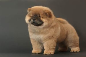 松獅為什么愛(ài)咬人