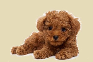 貴賓犬為什么口臭