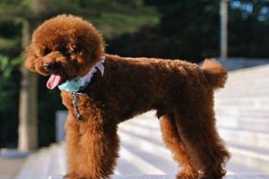 貴賓犬掉毛嚴(yán)重怎么辦