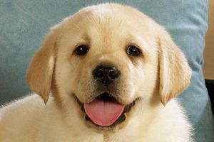 拉布拉多淚痕嚴(yán)重怎么辦