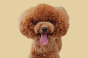 貴賓犬為什么喜歡叫