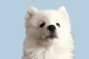 如何給薩摩耶狗狗剪毛