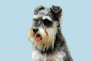 雪納瑞犬如何飼養(yǎng)