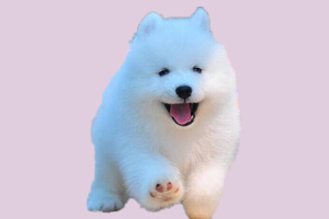 如何給薩摩幼犬洗澡