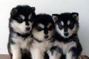 阿拉斯加犬什么時(shí)候脫毛