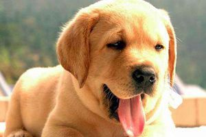 拉布拉多瘦小怎么回事