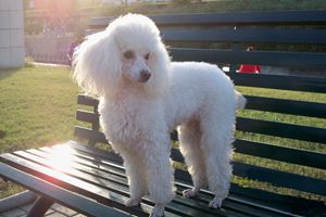 貴賓犬什么時候剃胎毛