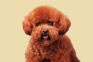 泰迪犬淚痕怎么洗