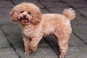 貴賓犬口水很臭怎么辦