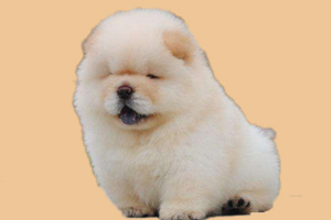 松獅犬掉毛是怎么回事