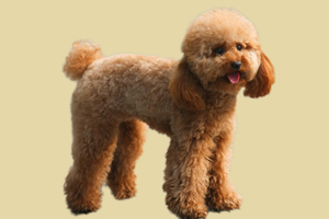 貴賓犬不愛(ài)吃飯?jiān)趺崔k