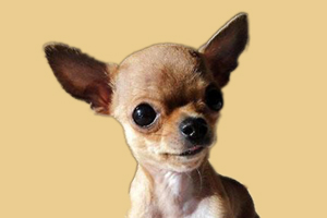 吉娃娃喂什么長(zhǎng)的快