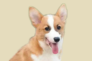 柯基犬如何去體味