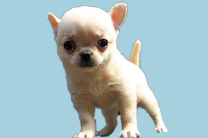 吉娃娃為什么掉毛