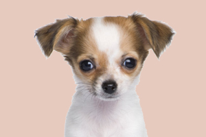 吉娃娃眼屎多怎么辦