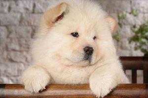 松獅犬為什么流眼淚