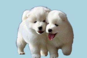 如何讓薩摩耶毛量多