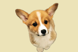 柯基為什么粘人