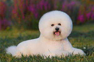 比熊怎么清理肛門腺