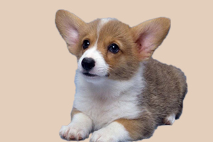 柯基犬掉毛厲害怎么辦