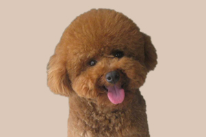 小泰迪如何驅蟲