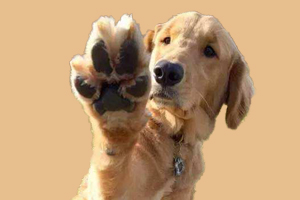 金毛狗掉毛什么原因