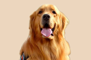 金毛太胖應該怎么喂